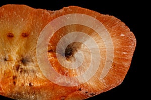 Macro stone Apophyllite mineral on black background