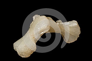 Macro of a stone Stilbite mineral on a black background