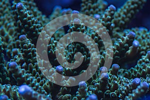 Macro of stony coral colony in seawater aquarium