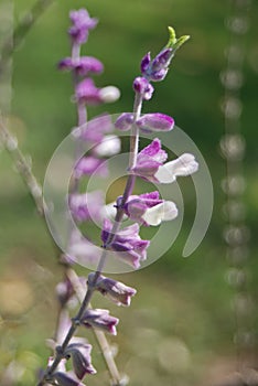 Macro strands of fuzzy purple Salvia flowers