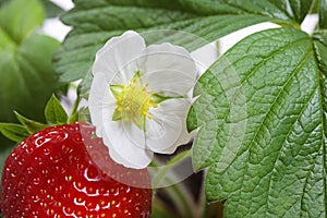 Macro of a strawberry bush plant