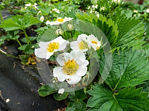 Macro of strawberry flower with detailed varying length stamens androecium arranged in a circle and surrounded by white petals