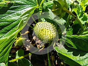 Macro of strawberry plant forming a small green and yellow fruit. Small, unripe, green strawberry fruit maturing in the garden