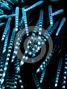 Macro Stripes and Spikes Sea Urchin Underwater