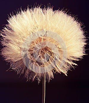 Macro studio big dandelion on dark background.