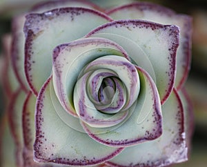 Macro succulent