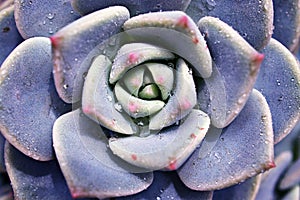 Macro succulent Cactus plant ,Echeveria elegans ,Rose Cabbage ,thick-leaved rosettes ,Echeveria Apus ,Shaped rose petals ,family C