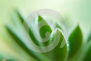 Macro of a Succulent plant