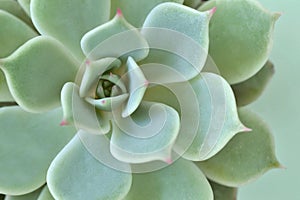 Macro of succulent plant - Echeveria