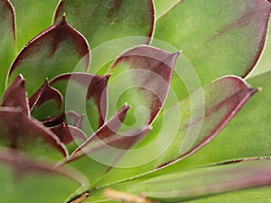 Macro Succulent in the wilds of Colorado photo