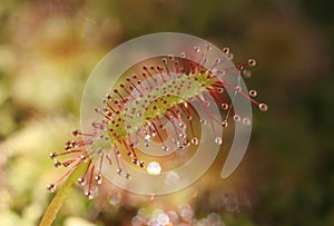 Macro - Sundew plant