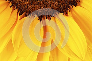 Macro of sunflower