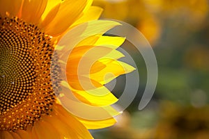 Macro SunFlower Background with real beautiful bokeh