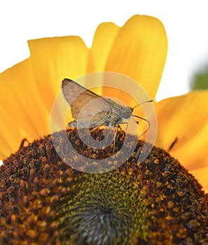 Macro of sunflower bud moth on yellow sunflower