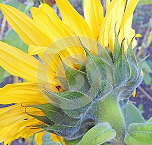 Macro sunflower seed head summer flower photo