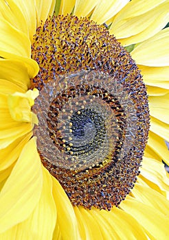 Macro sunflower seed head summer flower photo