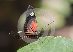 Macro Sunrise Postman Butterfly