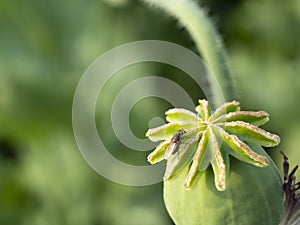 Macro of the surface of a poppy capsule white fly