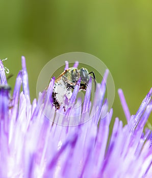 Macro of a Sweat Bee Halictidae Collecting Pollen