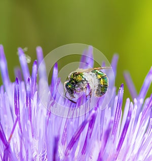 Macro of a Sweat Bee Halictidae Collecting Pollen in a Bright Purple Flower