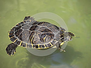 Macro of a swimming water turtle