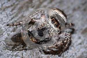 Macro of a Tan Jumping Spider (Platycryptus undatus) with a Hover Fly prey