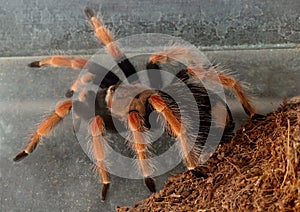 Macro tarantula spider on the ground