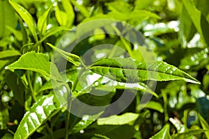 Macro tea leaf. Coonor, Nilgiri, India. Plantation. photo