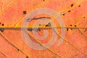 Macro texture of Autumn Cherry tree leaf details