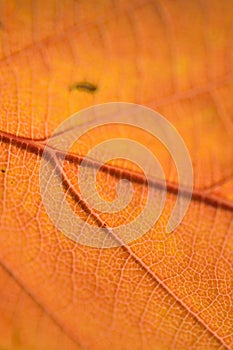 Macro texture of Autumn Cherry tree leaf details