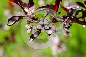 Macro texture background of purple leaf sand cherry bush flower blossoms