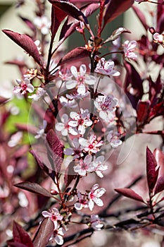 Macro texture background of purple leaf sand cherry bush flower blossoms