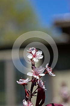 Macro texture background of purple leaf sand cherry bush flower blossoms