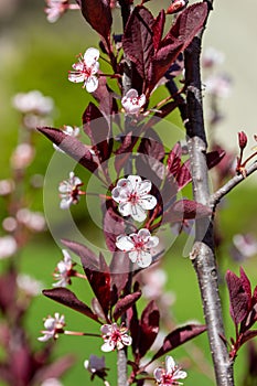 Macro texture background of purple leaf sand cherry bush flower blossoms