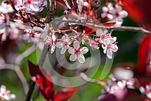 Macro texture background of purple leaf sand cherry bush flower blossoms