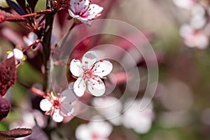 Macro texture background of purple leaf sand cherry bush flower blossoms