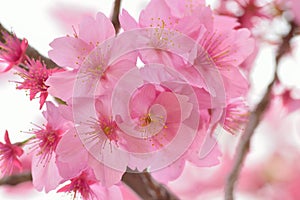 Macro texture of blooming pink Japanese Cherry Blossoms