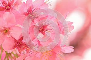 Macro texture of blooming pink Japanese Cherry Blossoms