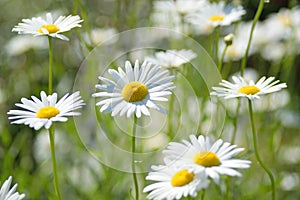 Macro texture of colored Daisy flowers