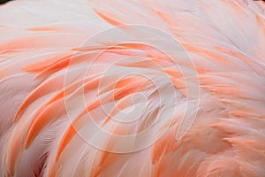 Macro texture of Flamingo bird feathers