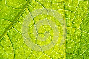 Macro texture of green leaf