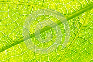 Macro texture of green leaf