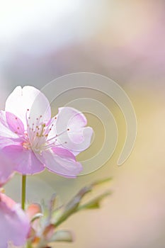 Macro texture of Japanese Pink Cherry Blossoms in sunshine