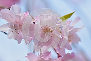 Macro texture of Japanese Pink Weeping Cherry Blossoms