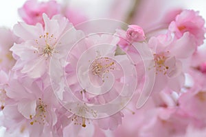 Macro texture of Japanese Pink Weeping Cherry Blossoms