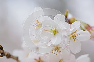 Macro texture of Japanese White Shomei Yoshino Cherry Blossoms