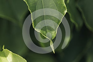 Macro texture of leaf. Natural background. Macro view of abstract nature texture and background organic pattern