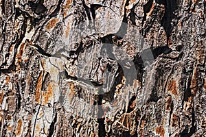 Macro texture of old pine bark