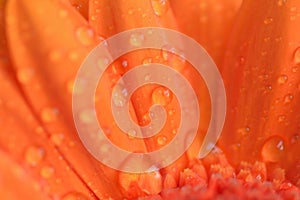 Macro texture of orange colored daisy flower surface with dews