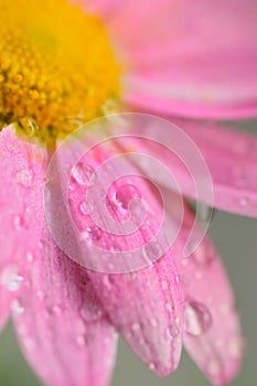 Macro texture of pink colored Daisy flowers with water droplets